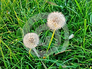 dandelion in greenery, may wishes come true
