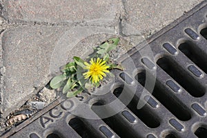 Dandelion grew up in the very center of the city, on the road, right next to the sewer.