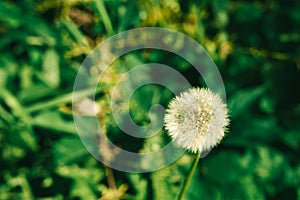 Dandelion growing in the green grass in the summer photo