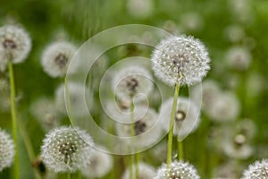 Dandelion growing in the meadow. A plant whose seeds are carried by the wind