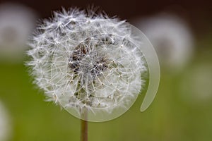 Dandelion growing in the meadow. A plant whose seeds are carried by the wind