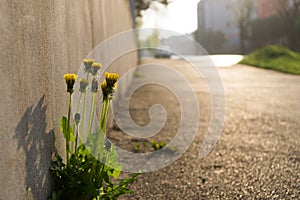 Dandelion growing on the road on the street during sunny days .