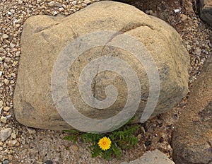 Dandelion growing in spite of large rock