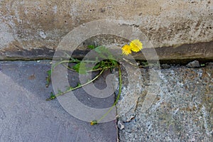 Dandelion in concrete