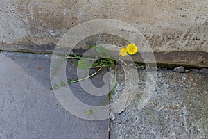 Dandelion in concrete