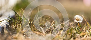 Dandelion grows alone in grass field. Blurred nature background, banner, space, close up, details.