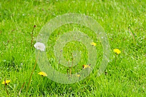 Dandelion grows in a field in the midst of green grass.