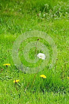 Dandelion grows in a field in the midst of green grass.