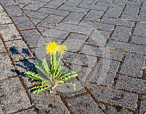 Dandelion grows on a patio