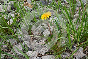 Dandelion grows through stones