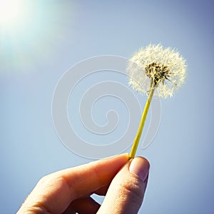 Dandelion in hand