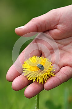 Dandelion in hand