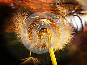 Dandelion Head