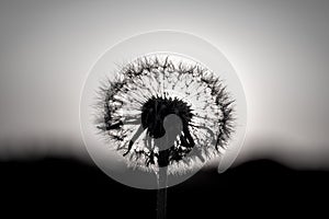 dandelion head black and white