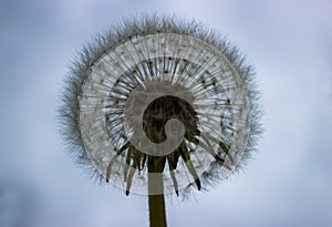 A dandelion head in evening light