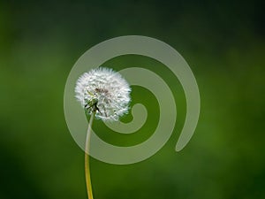 Dandelion head in a field
