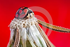 Dandelion head with a lady bug on top and red