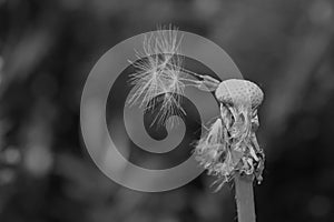 Dandelion head losing its seeds in black and white