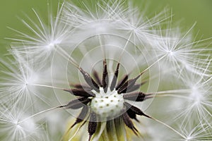 Dandelion head and seeds. macro