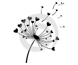 Dandelion with hearts. Black and white dandelion with flying seeds. Vector illustration of a summer flower. Silhouette