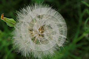 dandelion, herb, weed, make a wish and blow