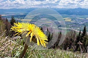 Dandelion on hill