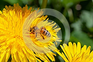 Dandelion with honey bee in summer