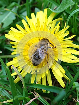 Dandelion and the honeybee