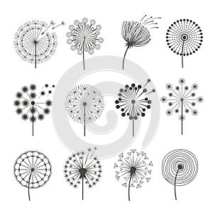 Dandelion icon. Botanical pictures flowers silhouettes herbal black pictures vector illustrations