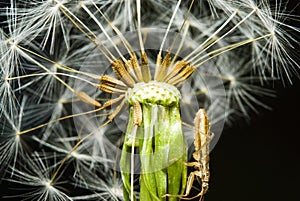 Dandelion and insect on its