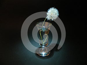 Dandelion isolated on black background