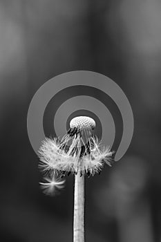 Dandelion isolated in black and white.