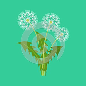 Dandelion isolated. blowball blossom flower vector illustration