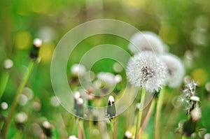 Dandelion Isolated in the green background summer
