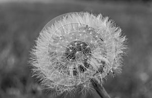 Dandelion Isolated In Natural Background Black And White