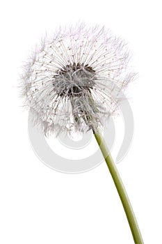 Dandelion isolated on white