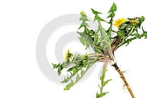 Dandelion isolated on white with root, leaves, flower