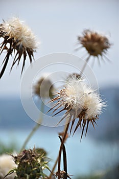 Dandelion