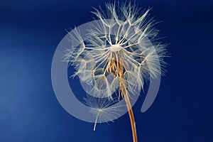 Dandelion and its flying seeds on a blue background