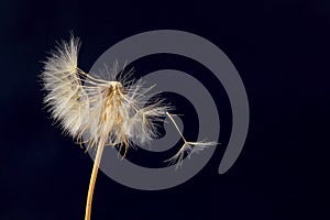 Dandelion and its flying seeds on a dark blue background