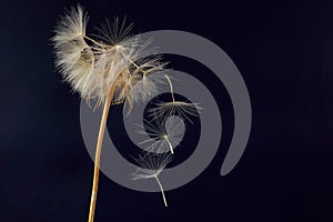 Dandelion and its flying seeds on a dark blue background