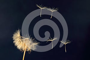 Dandelion and its flying seeds on a dark blue background