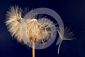 Dandelion and its flying seeds on a dark blue background