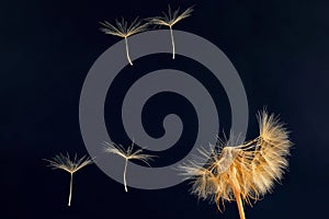 Dandelion and its flying seeds on a dark blue background