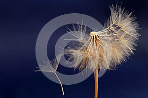 Dandelion and its flying seeds on a dark blue background