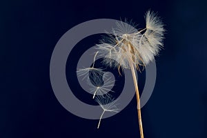 Dandelion and its flying seeds on a dark blue background