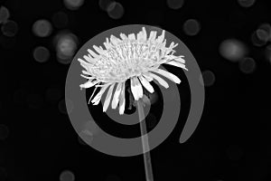 A dandelion with its lovely petals clearly defined