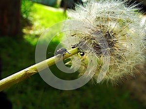 Dandelion