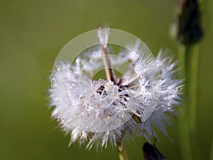 Dandelion kissed by the dew