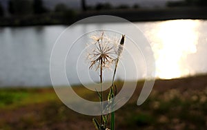 Dandelion at the lake